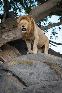 雄狮从岩石顶部咆哮图片