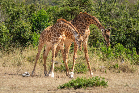 两只马赛长颈鹿低头站立图片