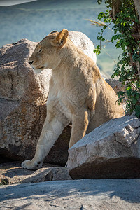 狮子座坐在岩石中图片
