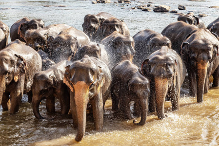 沐浴在湖斯里兰卡风景的大象家庭野生动物场景与惊人的动物下来在图片