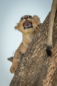 狮子在树干上图片