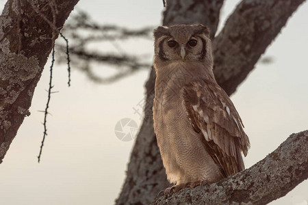 Verreaux鹰owl俯视着图片