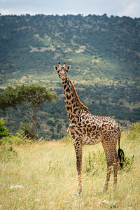 Masai长颈鹿站在山图片