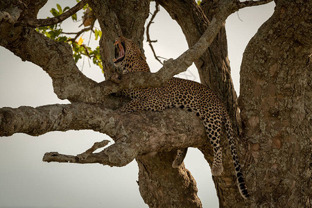 雄豹躺在树上大打哈欠图片