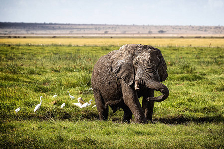 非洲大象掩盖了肯尼亚非洲Amboseli沼泽地的图片