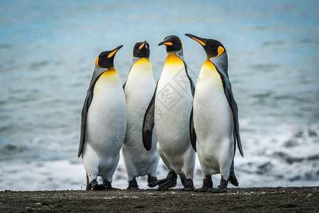 四只企鹅一起在沙滩上图片