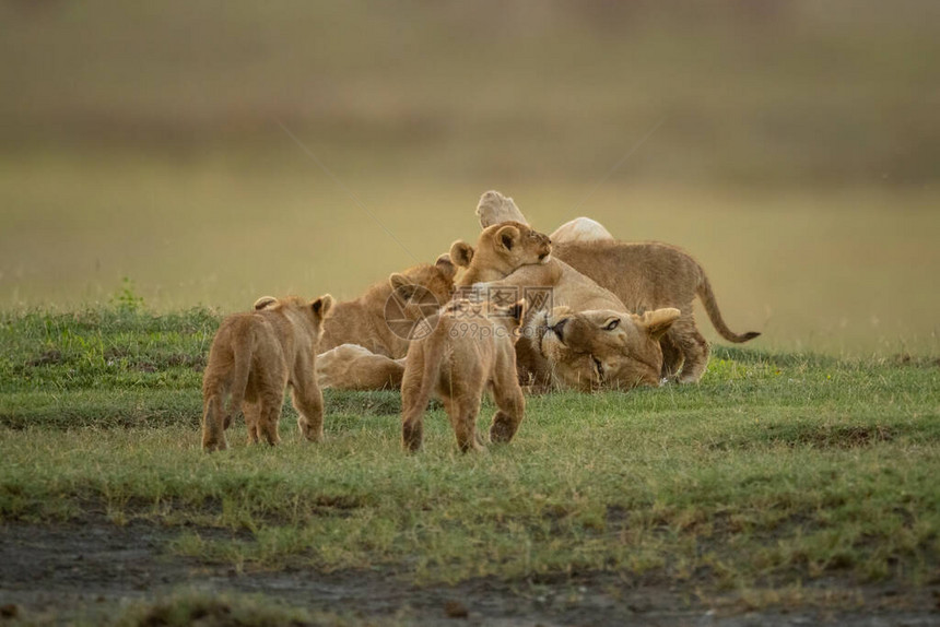 两只幼崽接近母狮哺乳图片