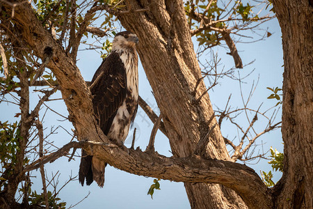 幼年非洲鱼鹰栖息在树上图片