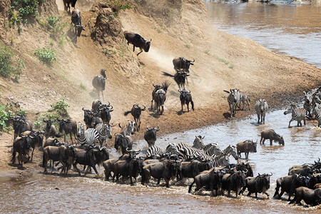 野生动物和斑马跑进肯尼亚非洲图片