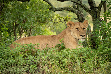狮子座躺在树下叶图片