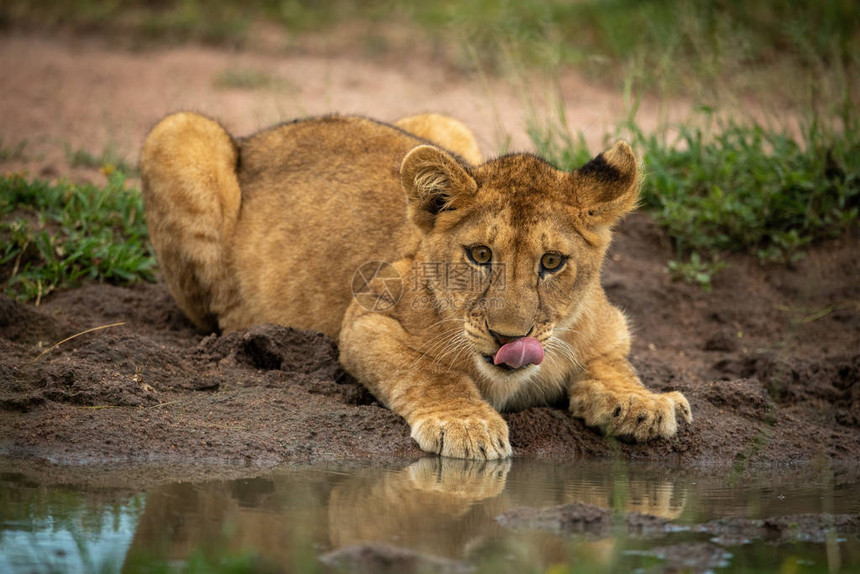 幼狮躺在水边舔嘴唇图片