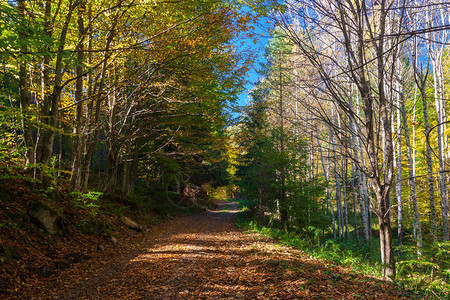 穿过阳光明媚的多彩秋天森林的道路图片