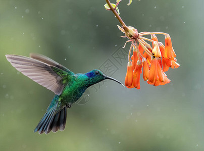 哥斯达黎加的蜂鸟背景图片