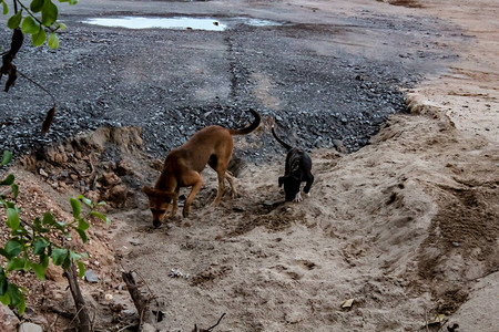 一只黑小狗在地上玩耍在火山口停车场图片