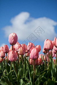 荷兰的春粉红色郁金香田蓝天图片