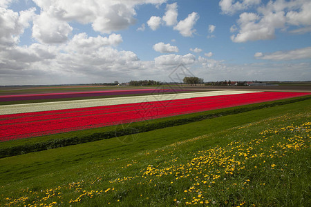 荷兰的春天荷兰风景多色郁金香田图片