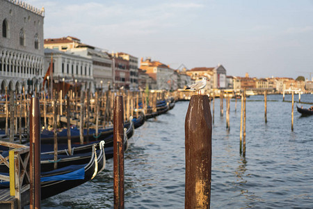 威尼斯典型的著名贡多拉图片