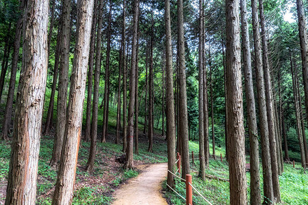 JindoIslandMujangye森林小径公园的景色图片