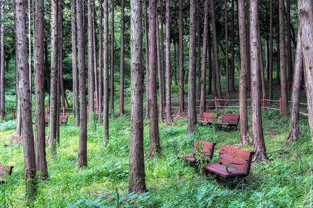 JindoIslandMujangye森林小径公园的景色图片