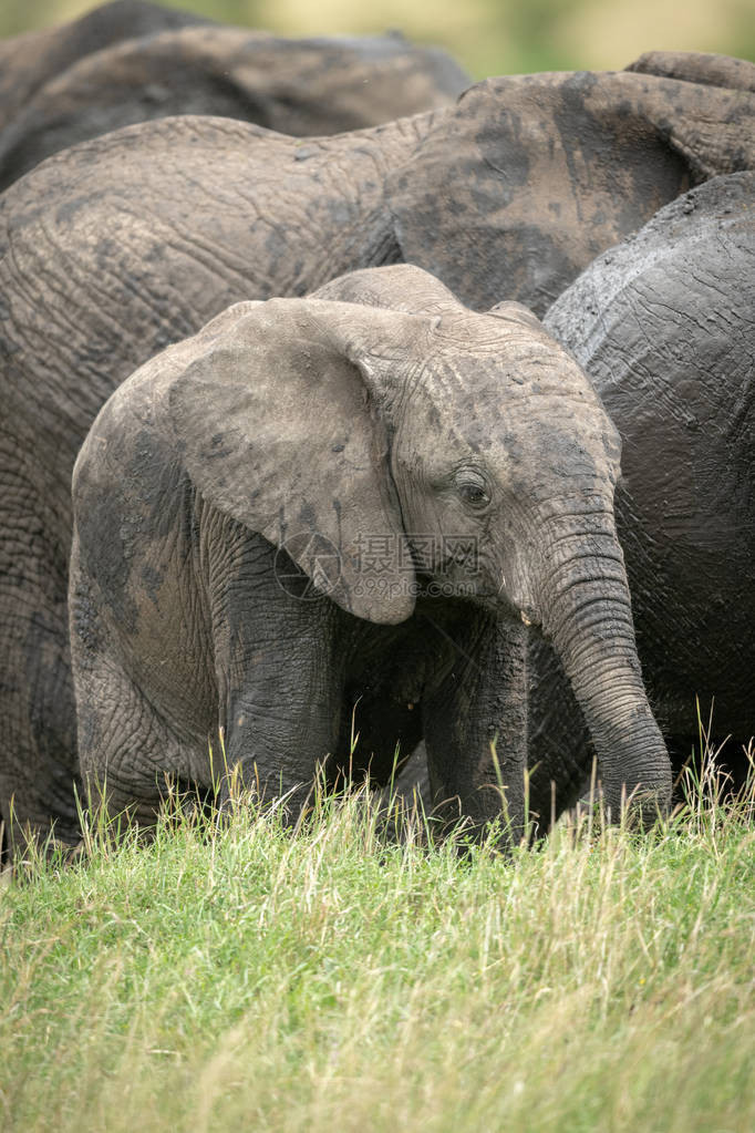 非洲灌木大象牛群与图片
