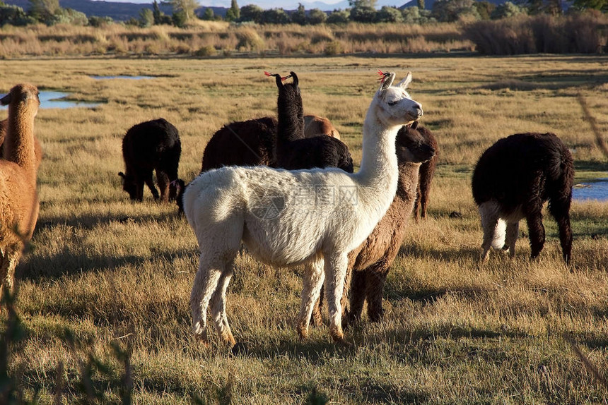 阿根廷PucaradeLaAlumbrera附近泻湖中的骆驼PunaAtacama是智利北部和阿根廷安第斯山脉的干旱高原在阿根廷图片