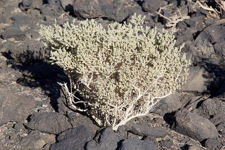 山场南美洲植物群高清图片