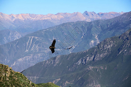 安第斯神鹰由于其重量和机翼图片