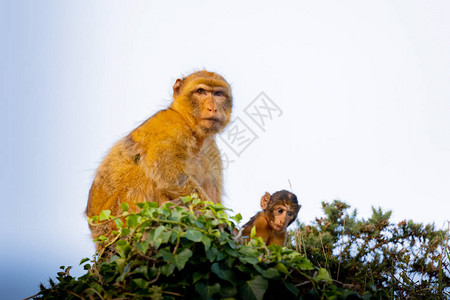 大自然的保护猴子妈和她的儿子图片