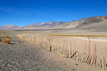 在阿根廷阿塔卡马的普纳德阿塔卡马用栅栏困住骆马PunadeAtacama是智利北部和阿根廷安第斯山脉的干旱高原在阿根廷背景图片