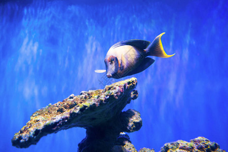 珊瑚礁附近的热带鱼类作为自然在水下海洋图片