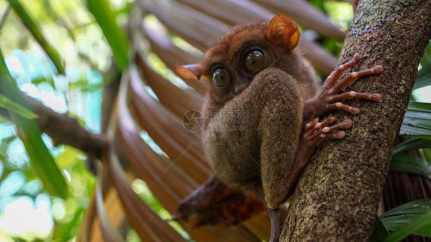 绿叶下一棵树上坐着一只眼睛大的小猴子菲律宾Bohol岛的菲律賓和图片