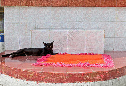 神圣的哺乳黑猫图片