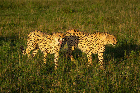 两只雄猎豹穿过长草图片