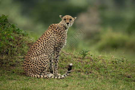 Cheetah坐在草地的银行图片