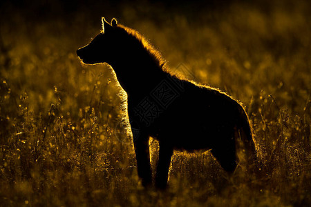 斑鬣狗站在长草中的剪影图片