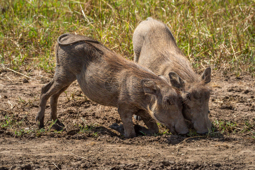 两只常见的疣猪在草丛中吃草图片