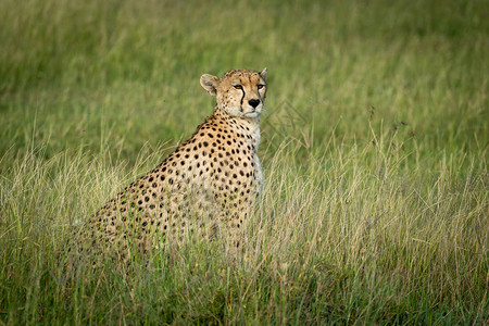 雌猎豹坐在草原转头图片