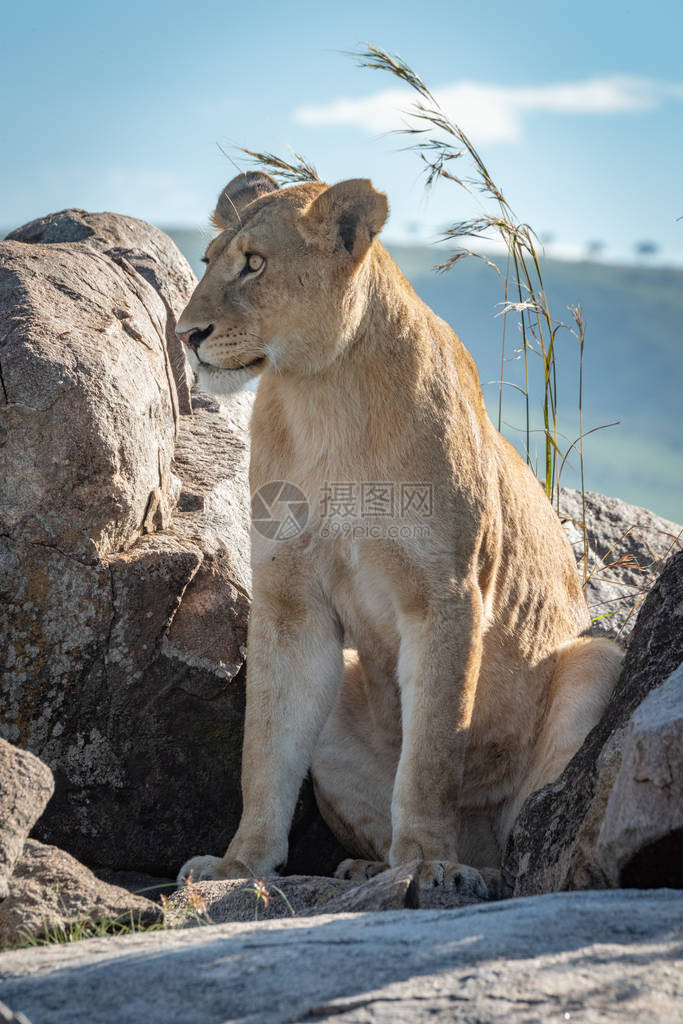 母狮坐在长草旁的岩石中图片