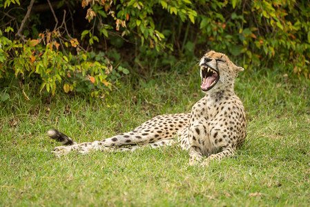 Cheetah躺在草图片