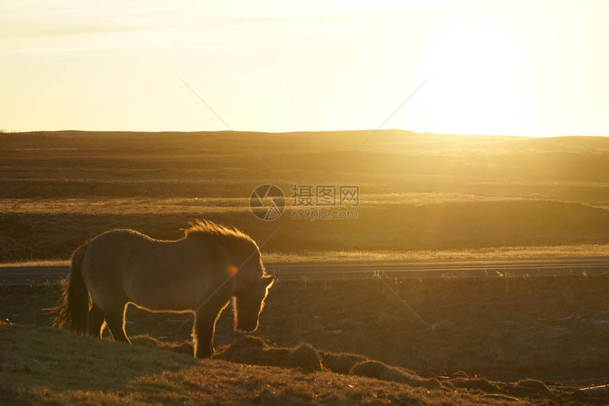 草原马冰岛野生图片