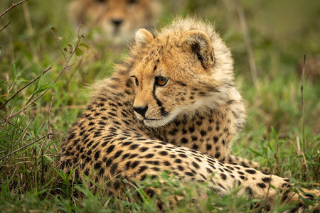 猎豹幼崽躺在草地图片