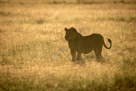 雄狮站在背光的长草丛中图片