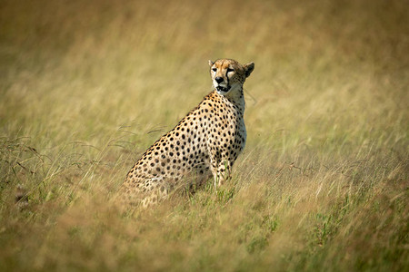Cheetah坐在图片