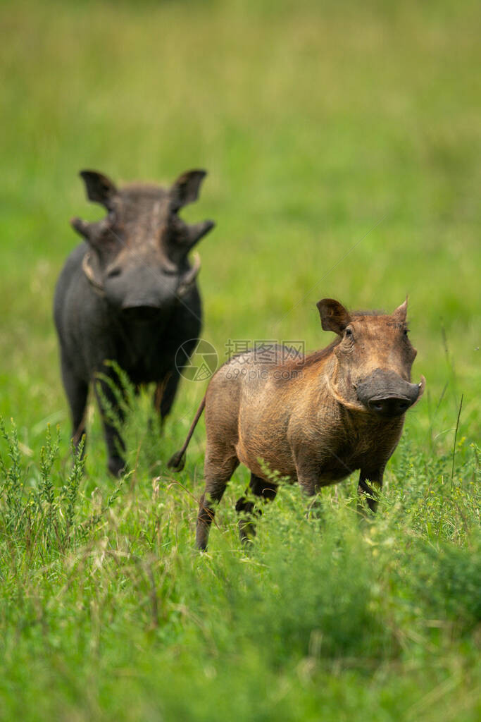 两只普通疣猪站在长草中图片