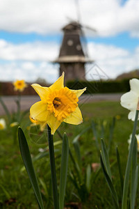 在荷兰的春天水仙和背景图片