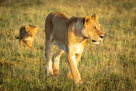母狮带着幼崽穿过矮草丛图片