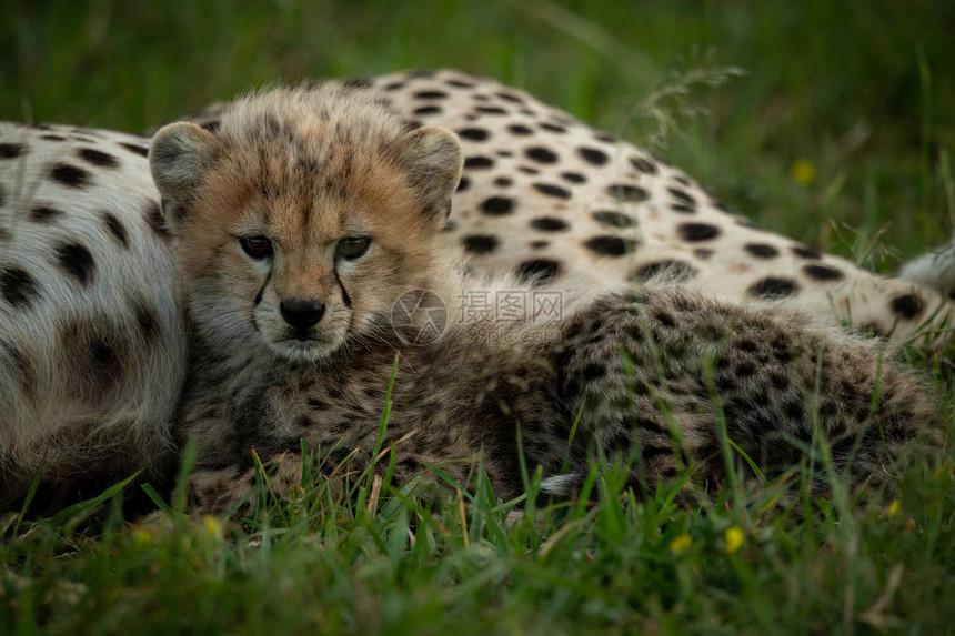 猎豹幼崽躺在草丛中的妈身边图片