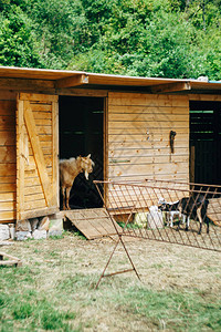 山羊从一个山羊农场的棚图片
