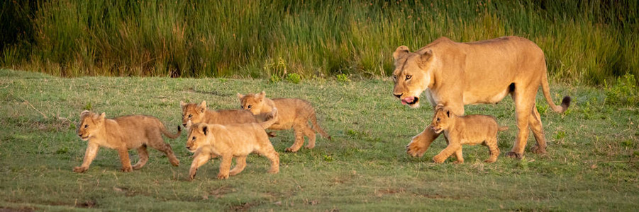 狮子带着5只幼崽图片