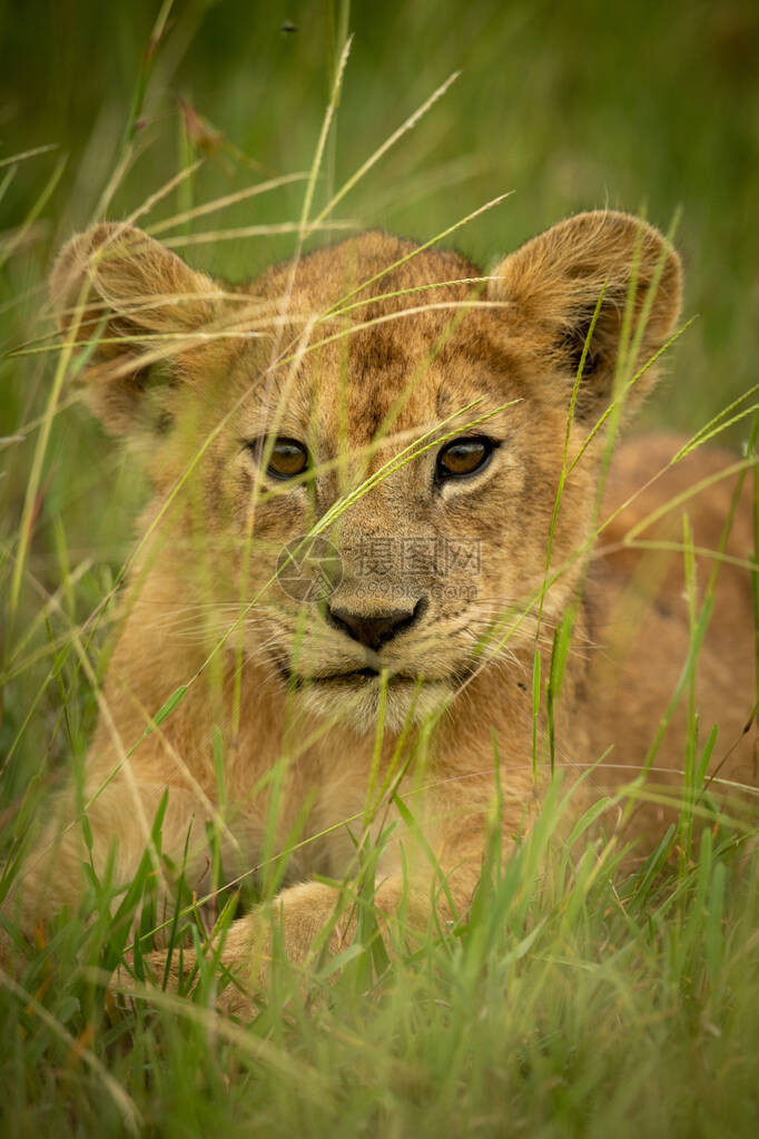 躺在草地上的幼狮特写镜头图片